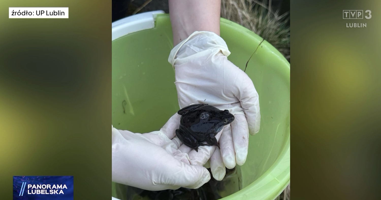 żaba trzymana na dłoniach w&nbsp;białych rękawiczkach, w&nbsp;tle zielone wiaderko