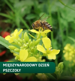 Międzynarodowy Dzień Pszczół