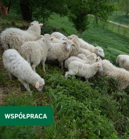 Owce wróciły do lubelskiego Skansenu