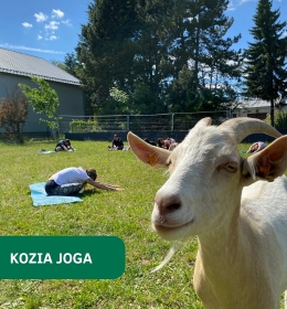 Kozia joga na UP – relaks, ruch i kontakt ze zwierzętami
