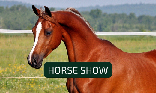 Veterinary Medicine Students at the 36th Junior Spring Show of Purebred Arabian Horses in Białka