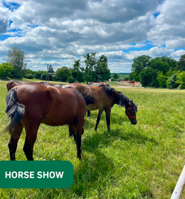 Veterinary Medicine Students at the 36th Junior Spring Show of Purebred Arabian Horses in Białka