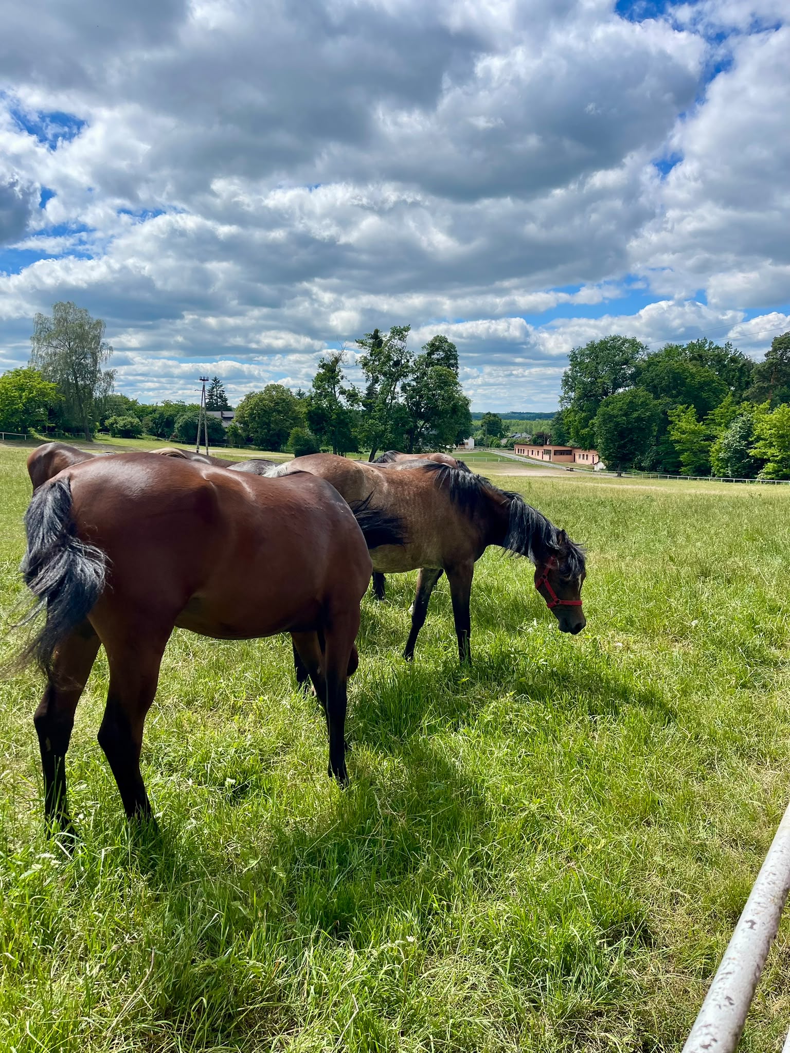 horses