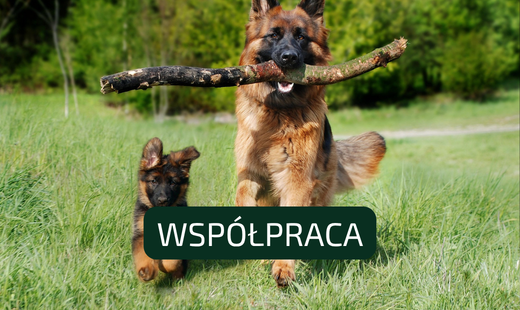 Darmowa kastracja i czipowanie zwierząt w Lublinie. Ruszyły zapisy do programu!