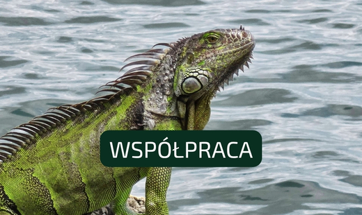 Badania nad behawiorem i dobrostanem gadów w USA. Wizyta studyjna w Eckerd College (USA)