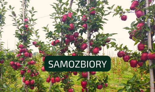 Zapraszamy na samozbiory świeżych owoców w sadzie Wydziału Ogrodnictwa i Architektury Krajobrazu
