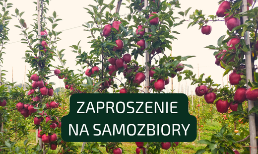 Zapraszamy na samozbiory świeżych owoców w sadzie Wydziału Ogrodnictwa i Architektury Krajobrazu